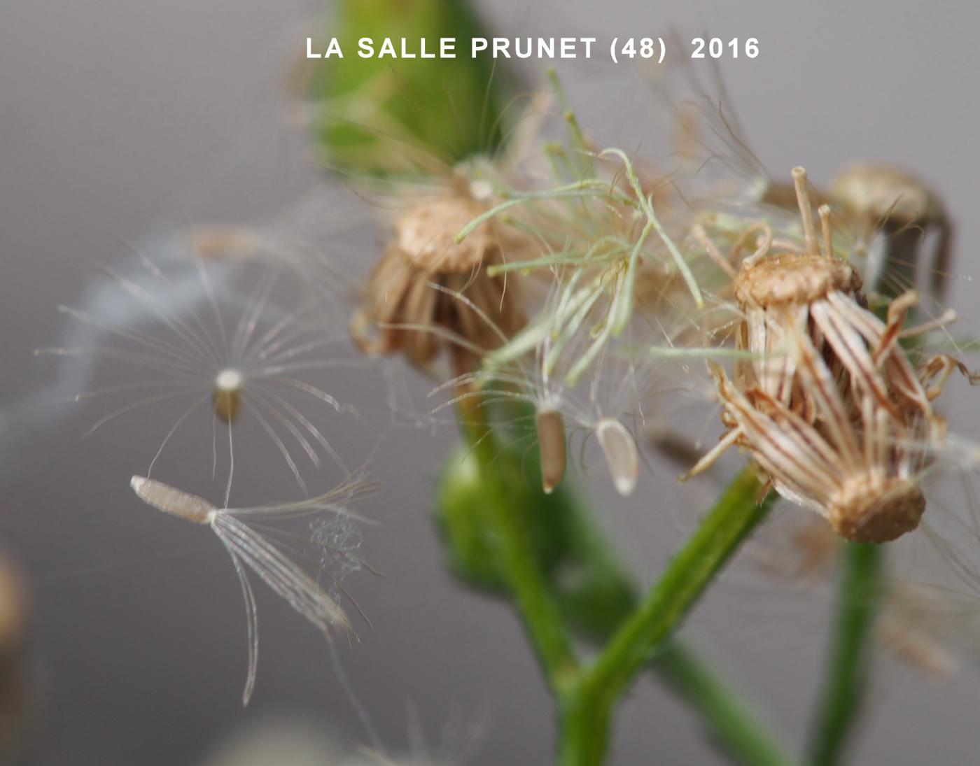 Fleabane, Canadian fruit